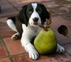 Thing To Know Before Buying Raw Food for Dogs?