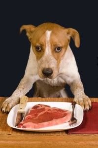 Thing To Know Before Buying Raw Food for Dogs?