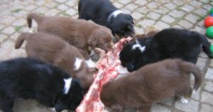 What is The Nutritional Value of a Raw Dog Food Diet for dogs?