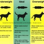 DogWeightChart