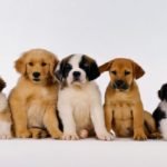 How do I measure out raw food for dogs and how much?