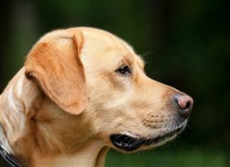 Why Does My Dog Whine, Bark and Like to Wake me up? dog barking, why dog barks