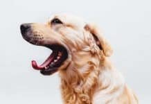 7 Reasons a Raw Food Diet is Better For Your Dog Reasons a Raw Food Diet is Better For Your Dog