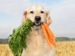 Where to Find Tasty Homemade Treats and Raw Food Recipes for your Dog?