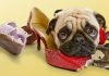 How to Stop my Dog from Chewing my Shoes