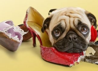 How to Stop my Dog from Chewing my Shoes