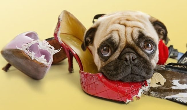 How to Stop my Dog from Chewing my Shoes