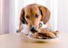 Feeding Your Pet: Can Puppies Eat Cooked Chicken? can i feed my dog cooked chicken thighs