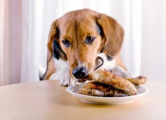 Feeding Your Pet: Can Puppies Eat Cooked Chicken? can i feed my dog cooked chicken thighs