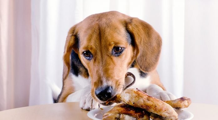 Feeding Your Pet: Can Puppies Eat Cooked Chicken? can i feed my dog cooked chicken thighs