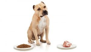  raw diet for pitbulls with allergies