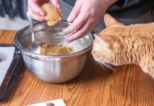 Homemade Cat Food Recipes For Sensitive Stomach And Urinary Problems Homemade cat food
