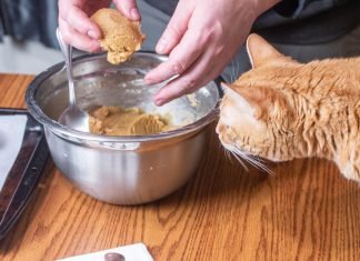 Homemade Cat Food Recipes For Sensitive Stomach And Urinary Problems Homemade cat food