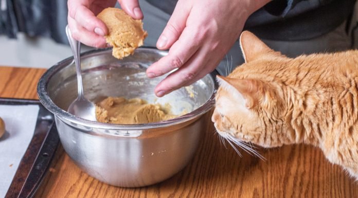 Homemade Cat Food Recipes For Sensitive Stomach And Urinary Problems Homemade cat food