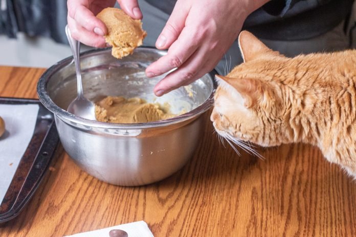 Homemade cat food Homemade cat food