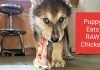 Raw Diet: Can Puppies Eat Raw Chicken? can puppies eat raw chicken neck