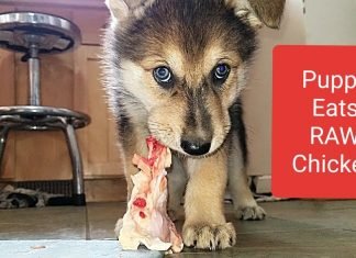 Raw Diet: Can Puppies Eat Raw Chicken? can puppies eat raw chicken neck