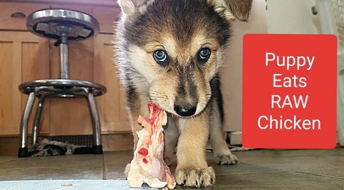 Raw Diet: Can Puppies Eat Raw Chicken? can puppies eat raw chicken neck