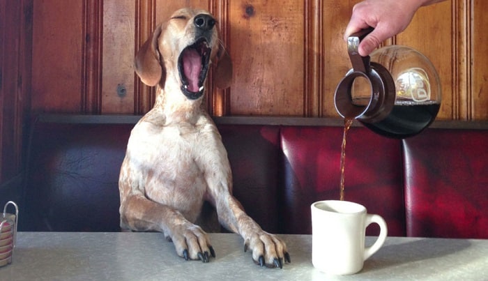 dog coffee