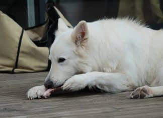 Can I Feed My Dog Cooked Chicken Thighs? dog food, raw dog foods, dog eats chicken