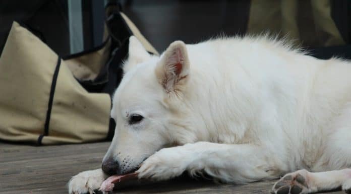 Can I Feed My Dog Cooked Chicken Thighs? dog food, raw dog foods, dog eats chicken