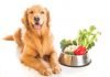 How To Entice A Dog To Eat Raw Diet dog raw fruits and vegetables