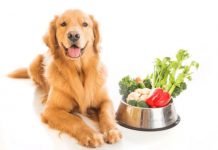 How To Entice A Dog To Eat Raw Diet dog raw fruits and vegetables