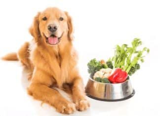 How To Entice A Dog To Eat Raw Diet dog raw fruits and vegetables