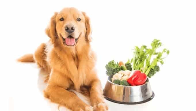 How To Entice A Dog To Eat Raw Diet dog raw fruits and vegetables