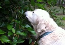 Can Dogs Eat Mulberries? Can Dogs Eat Mulberries?