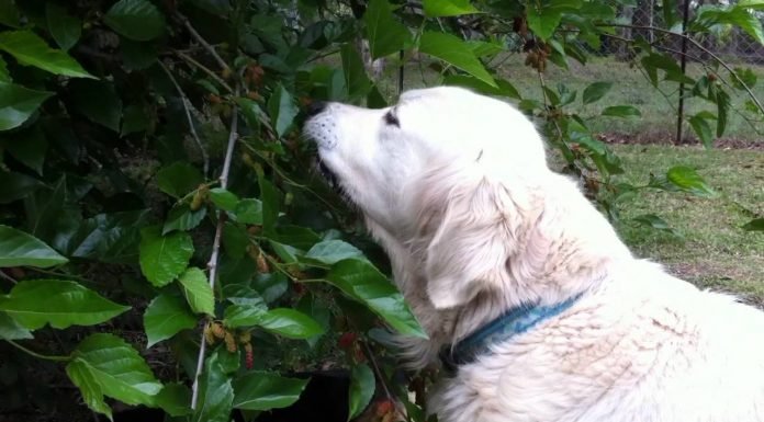 Can Dogs Eat Mulberries? Can Dogs Eat Mulberries?
