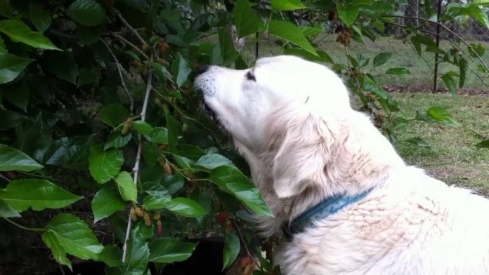 Can Dogs Eat Mulberries?