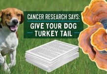 Benefits of Turkey Tail Mushrooms For Dogs Turkey Tail Mushrooms For Dogs