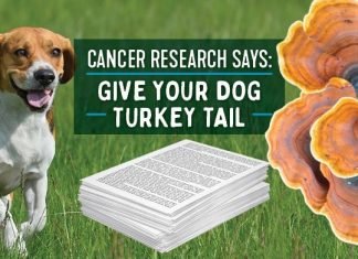 Benefits of Turkey Tail Mushrooms For Dogs Turkey Tail Mushrooms For Dogs
