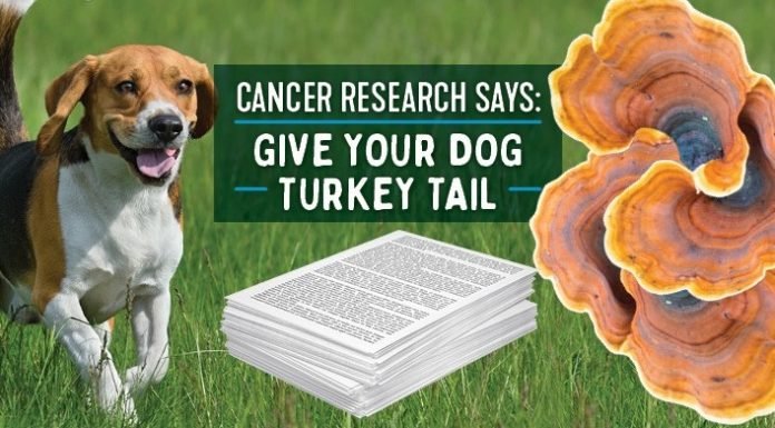Benefits of Turkey Tail Mushrooms For Dogs Turkey Tail Mushrooms For Dogs