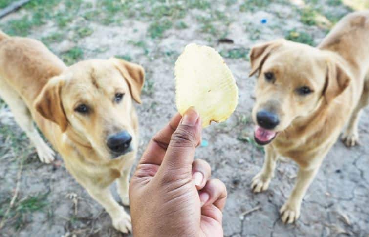 can dogs eat chips
