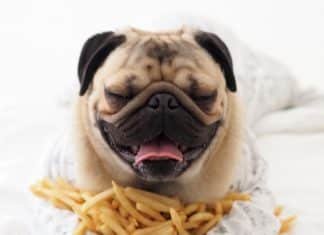 Can Dogs Eat Chips? Can my dog eat chips