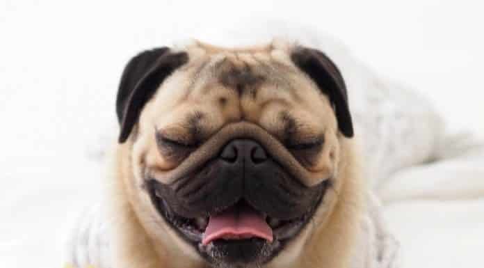 Can Dogs Eat Chips? Can my dog eat chips