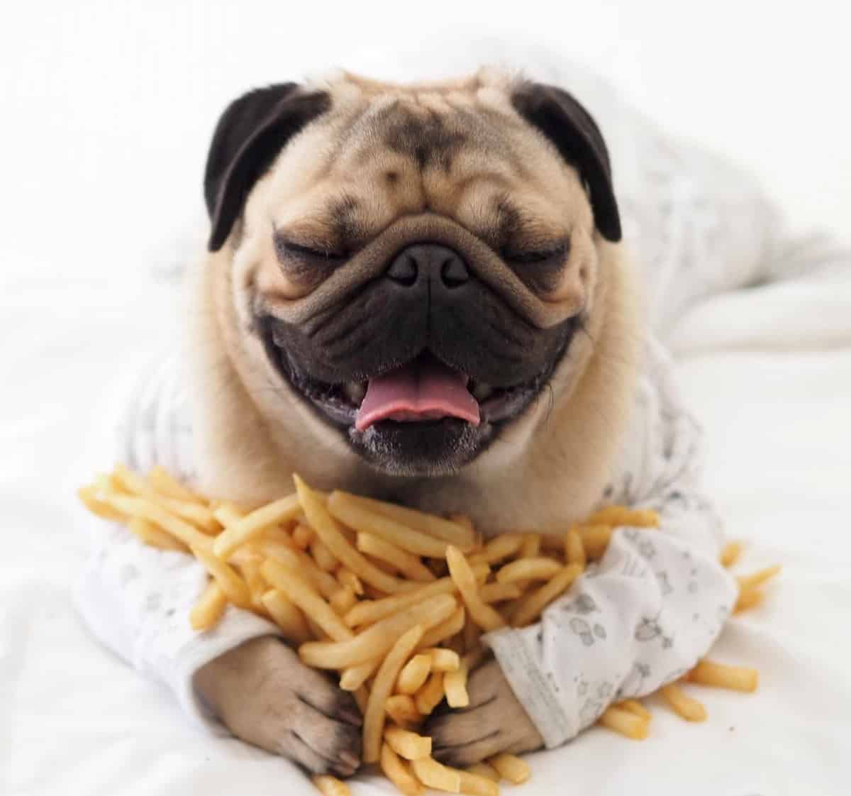 are crisps ok for dogs