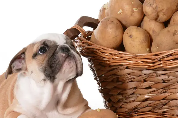 Can My Dog Eat Potatoes?