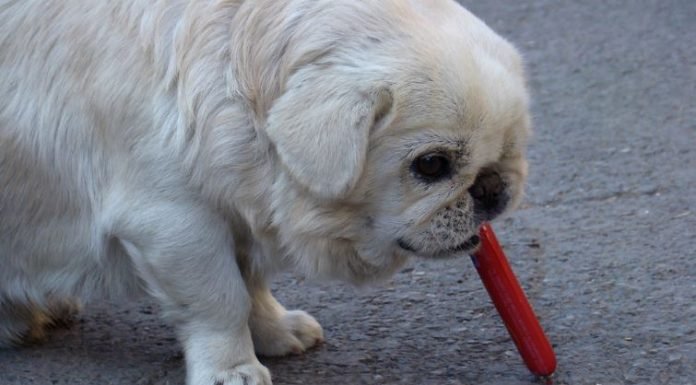 Can Dogs Eat Vienna Sausages? can dogs eat vienna sausages