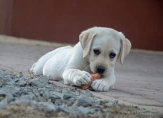 Get Your Dog Healthy-Switch to a Raw Food Diet Now raw food diet for dogs, raw dog foods, raw food for dogs, switch to raw foods for dogs