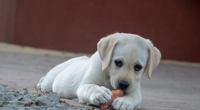 Get Your Dog Healthy-Switch to a Raw Food Diet Now raw food diet for dogs, raw dog foods, raw food for dogs, switch to raw foods for dogs