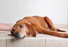 Raw Diet For Dogs With Pancreatitis pancreatitis in dogs