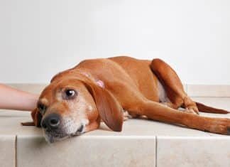 Raw Diet For Dogs With Pancreatitis pancreatitis in dogs